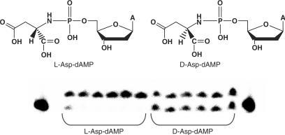 https://cdn.ncbi.nlm.nih.gov/pmc/blobs/8c7b/1976459/9a34298924fa/gkm498f11.jpg