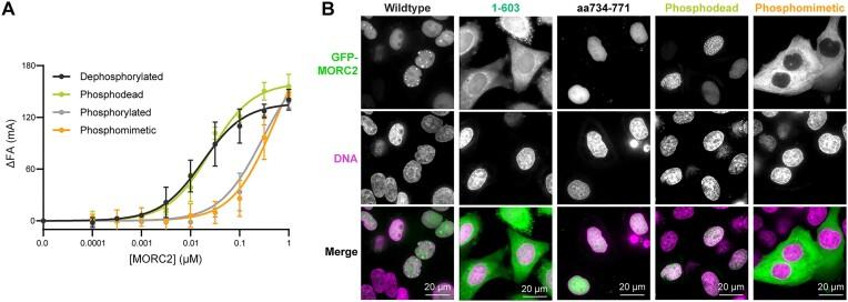 https://cdn.ncbi.nlm.nih.gov/pmc/blobs/8c81/11879086/6270450e9845/gkae1273fig5.jpg