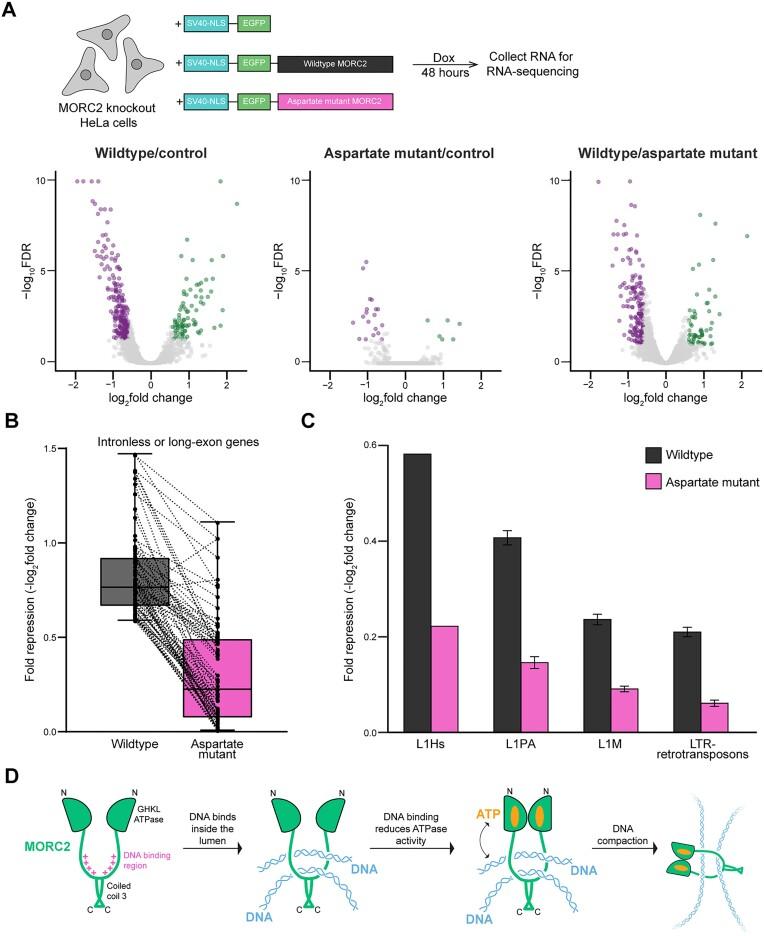 https://cdn.ncbi.nlm.nih.gov/pmc/blobs/8c81/11879086/6ef879c2b25b/gkae1273fig6.jpg