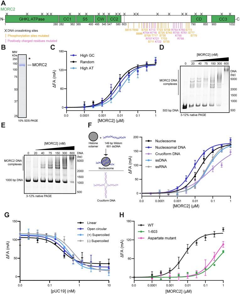 https://cdn.ncbi.nlm.nih.gov/pmc/blobs/8c81/11879086/93148f35d272/gkae1273fig1.jpg