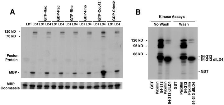 https://cdn.ncbi.nlm.nih.gov/pmc/blobs/8c82/2133183/20ec9cbb0bde/JCB9902071.f8.jpg