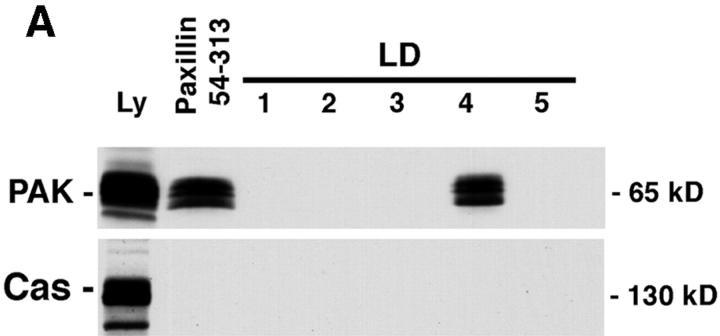https://cdn.ncbi.nlm.nih.gov/pmc/blobs/8c82/2133183/9c7bdc73bb55/JCB9902071.f5a.jpg