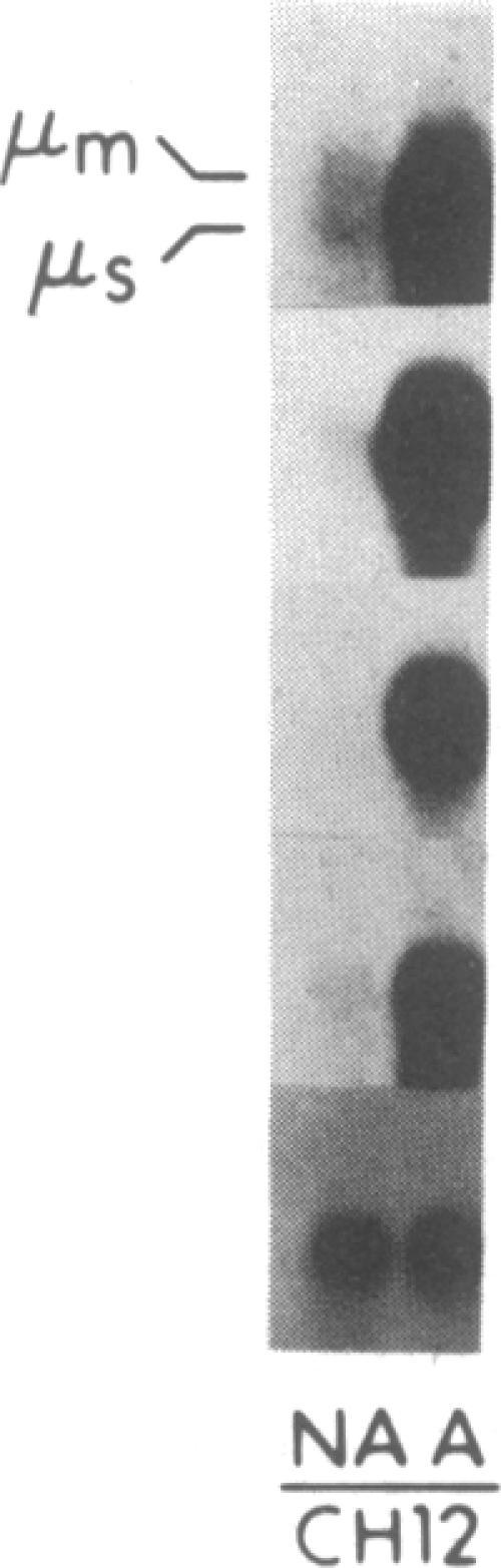 https://cdn.ncbi.nlm.nih.gov/pmc/blobs/8c82/287009/2bc18df6afb8/pnas00248-0305-b.jpg