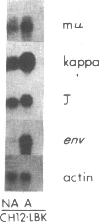https://cdn.ncbi.nlm.nih.gov/pmc/blobs/8c82/287009/9c6cba3110f6/pnas00248-0305-c.jpg