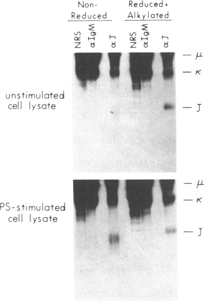 https://cdn.ncbi.nlm.nih.gov/pmc/blobs/8c82/287009/ff94a563e8b3/pnas00248-0306-a.jpg