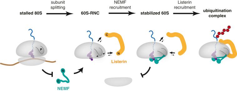 https://cdn.ncbi.nlm.nih.gov/pmc/blobs/8c83/4321881/d94418fb2599/gr7.jpg