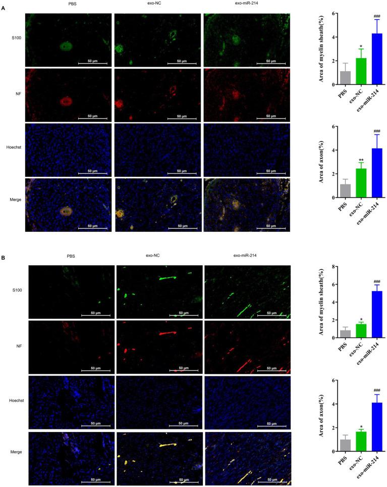https://cdn.ncbi.nlm.nih.gov/pmc/blobs/8c8d/10250677/51776a2e7f67/fnmol-16-1146329-g007.jpg
