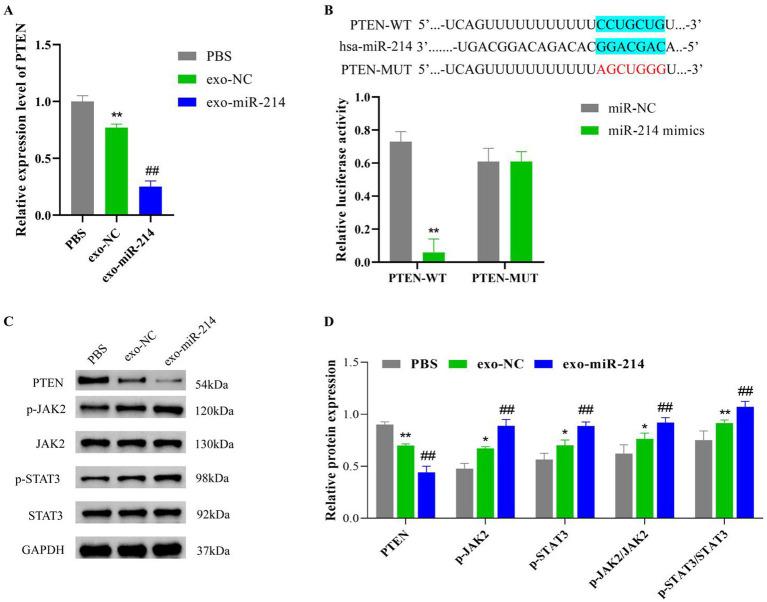 https://cdn.ncbi.nlm.nih.gov/pmc/blobs/8c8d/10250677/93e9c0e8d1d3/fnmol-16-1146329-g009.jpg