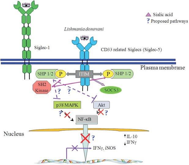 https://cdn.ncbi.nlm.nih.gov/pmc/blobs/8c8d/3928697/c7ac4c32bc4b/IJMR-138-648-g007.jpg