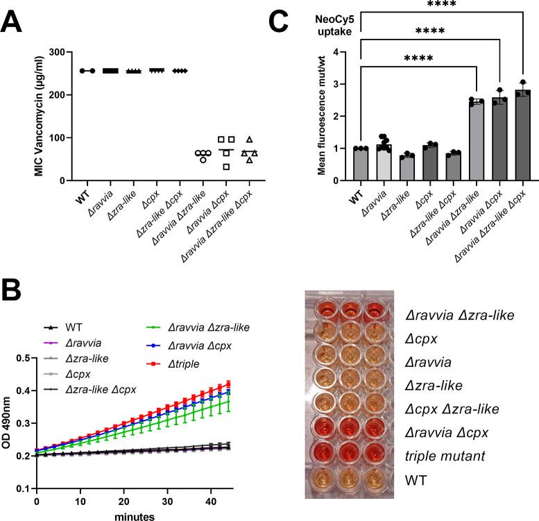 https://cdn.ncbi.nlm.nih.gov/pmc/blobs/8c8e/10848872/515f583a3f81/spectrum.01730-23.f007.jpg