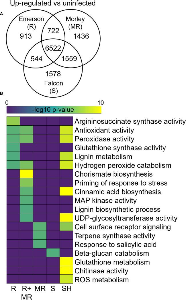 https://cdn.ncbi.nlm.nih.gov/pmc/blobs/8c92/10794533/3481519347e3/fpls-14-1299461-g003.jpg
