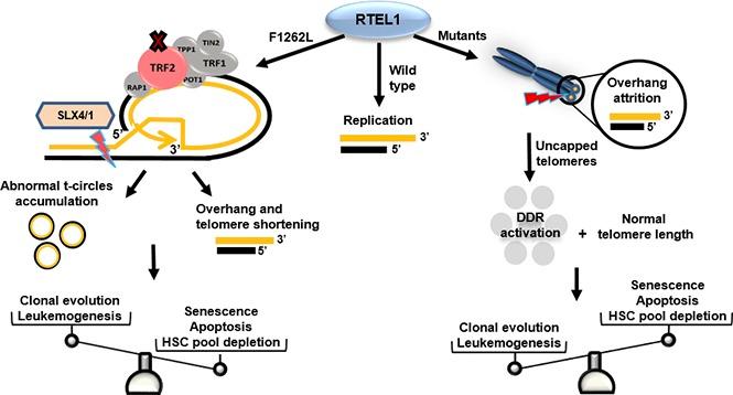 https://cdn.ncbi.nlm.nih.gov/pmc/blobs/8c92/5761623/a8acc6be99ac/advances008110absf1.jpg