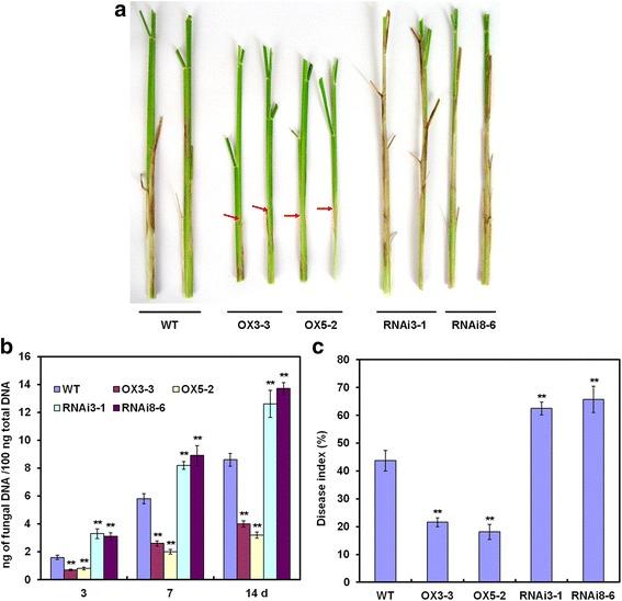 https://cdn.ncbi.nlm.nih.gov/pmc/blobs/8c94/5124021/b56d14cf3224/12284_2016_137_Fig6_HTML.jpg