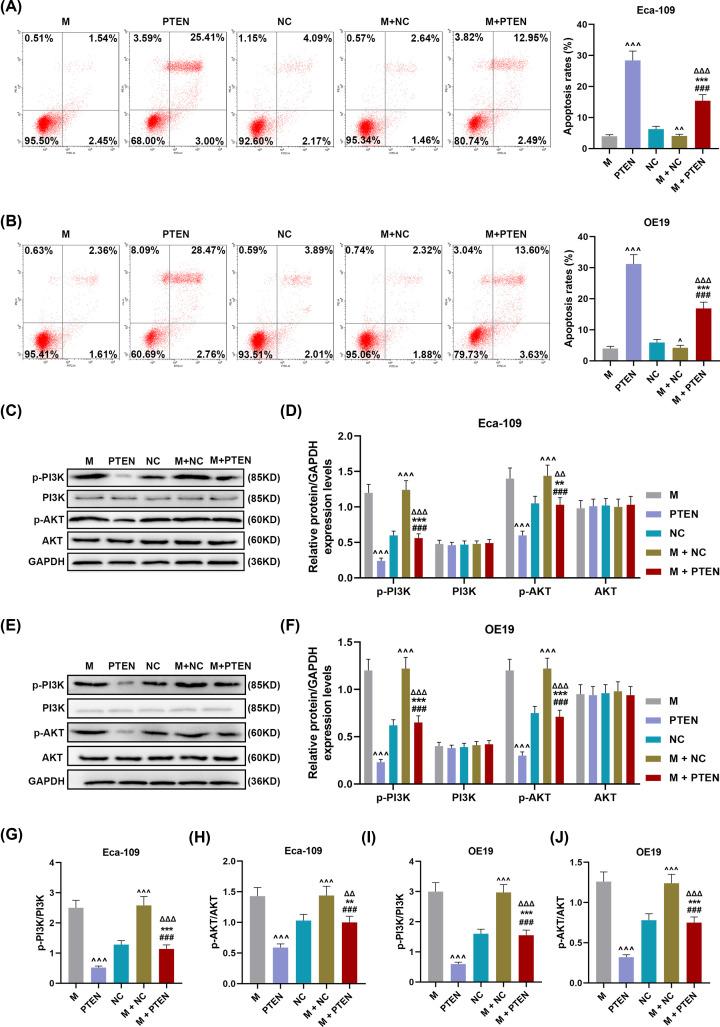 https://cdn.ncbi.nlm.nih.gov/pmc/blobs/8c94/7560540/117283dec2eb/bsr-40-bsr20201901-g6.jpg