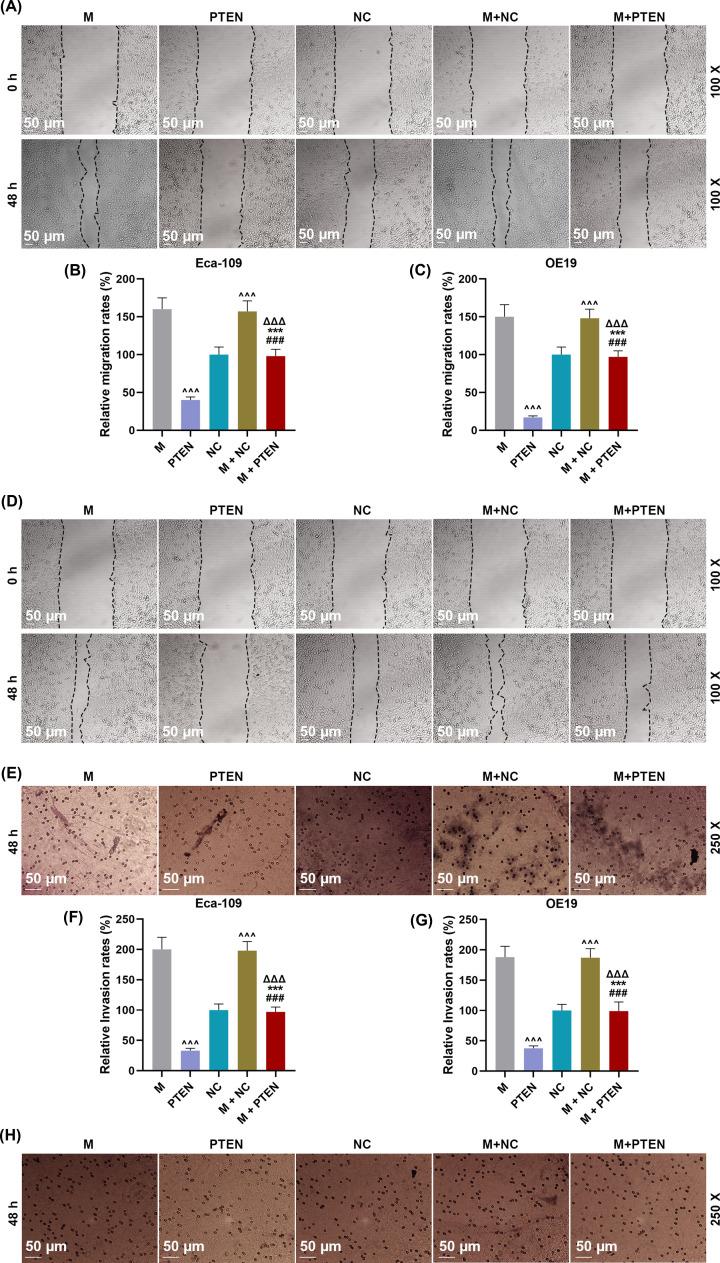 https://cdn.ncbi.nlm.nih.gov/pmc/blobs/8c94/7560540/8dee836a2010/bsr-40-bsr20201901-g5.jpg