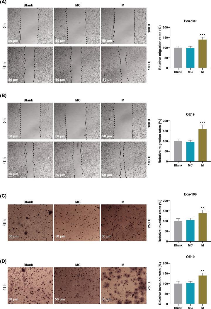 https://cdn.ncbi.nlm.nih.gov/pmc/blobs/8c94/7560540/e8c4d8f1bd6b/bsr-40-bsr20201901-g3.jpg
