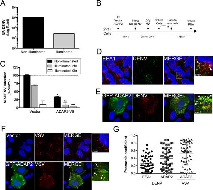 https://cdn.ncbi.nlm.nih.gov/pmc/blobs/8c97/4570769/6ccd3570e0d4/ppat.1005150.g007.jpg