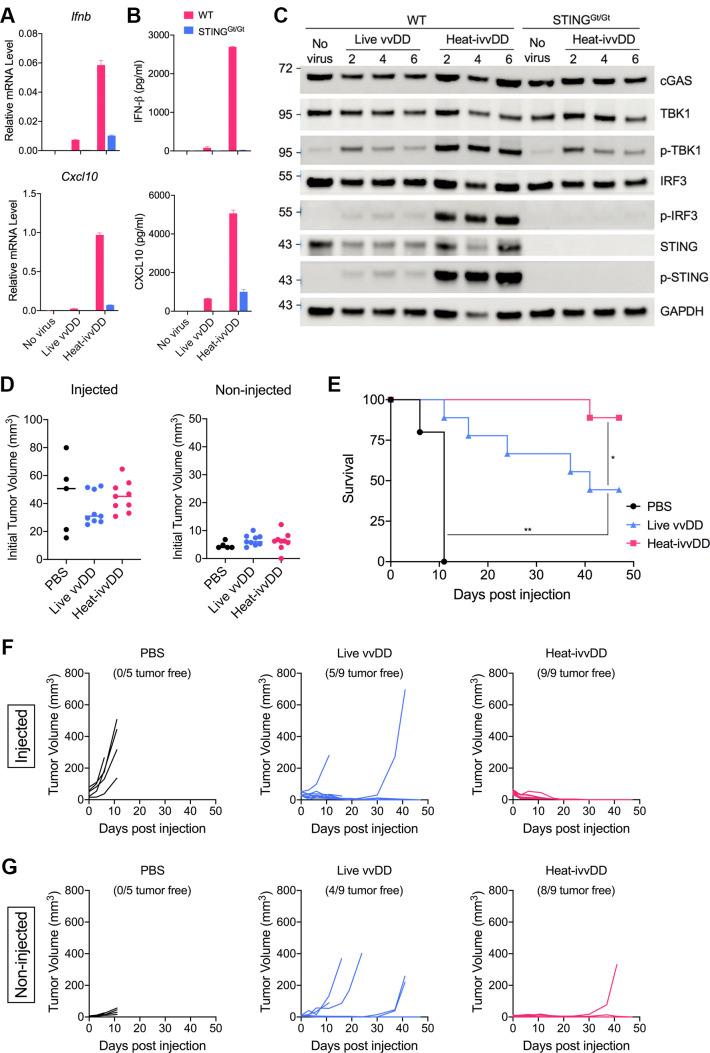 https://cdn.ncbi.nlm.nih.gov/pmc/blobs/8c97/8487208/7e7c49841b42/jitc-2021-002569f06.jpg