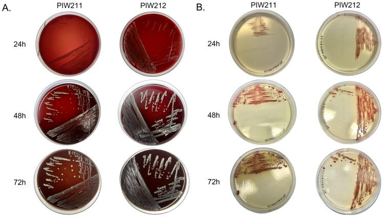 https://cdn.ncbi.nlm.nih.gov/pmc/blobs/8c9b/11768120/810805d2300c/pathogens-14-00049-g001.jpg