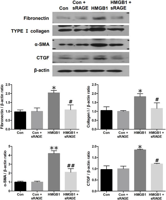 https://cdn.ncbi.nlm.nih.gov/pmc/blobs/8c9d/10227196/4d899b292452/fphar-14-1172269-g006.jpg