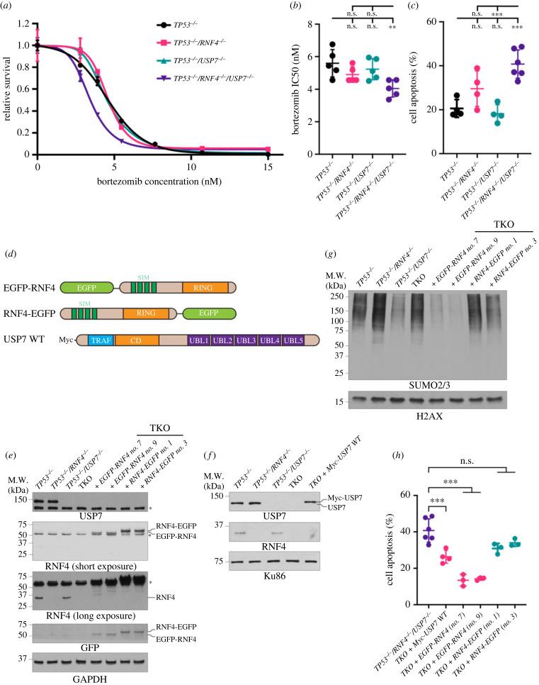 https://cdn.ncbi.nlm.nih.gov/pmc/blobs/8c9d/10444366/ef4721d76f84/rsob230068f03.jpg