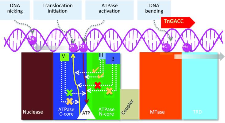 https://cdn.ncbi.nlm.nih.gov/pmc/blobs/8c9f/7049714/45897f1d4b5f/gkaa023fig7.jpg