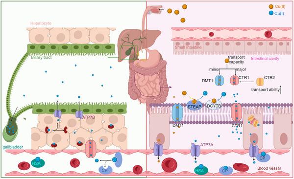 https://cdn.ncbi.nlm.nih.gov/pmc/blobs/8ca0/11131360/113d6da15a5d/CTM2-14-e1724-g005.jpg