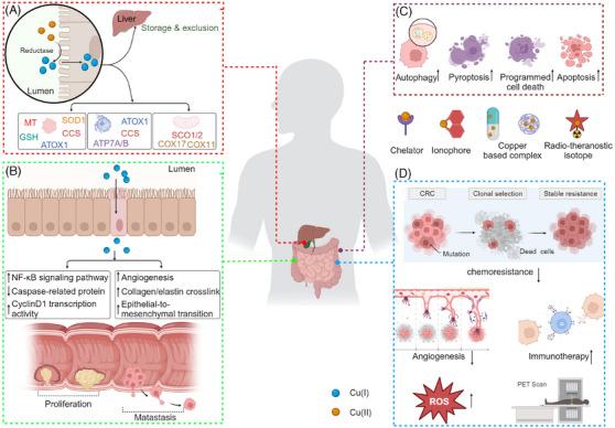 https://cdn.ncbi.nlm.nih.gov/pmc/blobs/8ca0/11131360/6f3146c5cfa2/CTM2-14-e1724-g006.jpg
