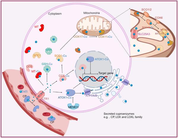 https://cdn.ncbi.nlm.nih.gov/pmc/blobs/8ca0/11131360/d42753b5e134/CTM2-14-e1724-g002.jpg