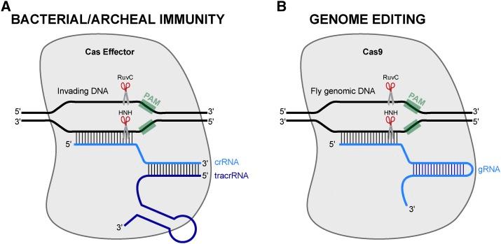 https://cdn.ncbi.nlm.nih.gov/pmc/blobs/8ca1/5753851/c88c77a1a5fa/1fig1.jpg