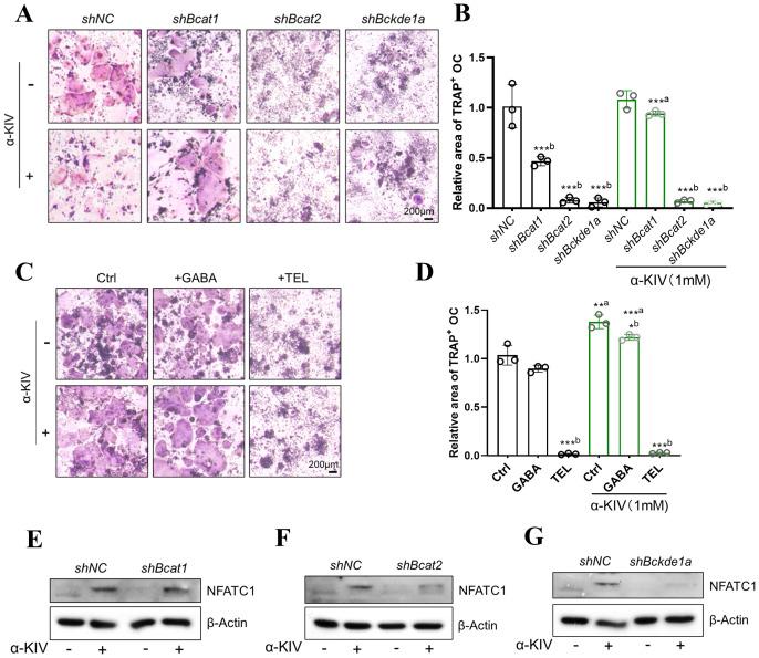 https://cdn.ncbi.nlm.nih.gov/pmc/blobs/8ca9/12380565/ab8e65c82822/fendo-16-1623933-g006.jpg