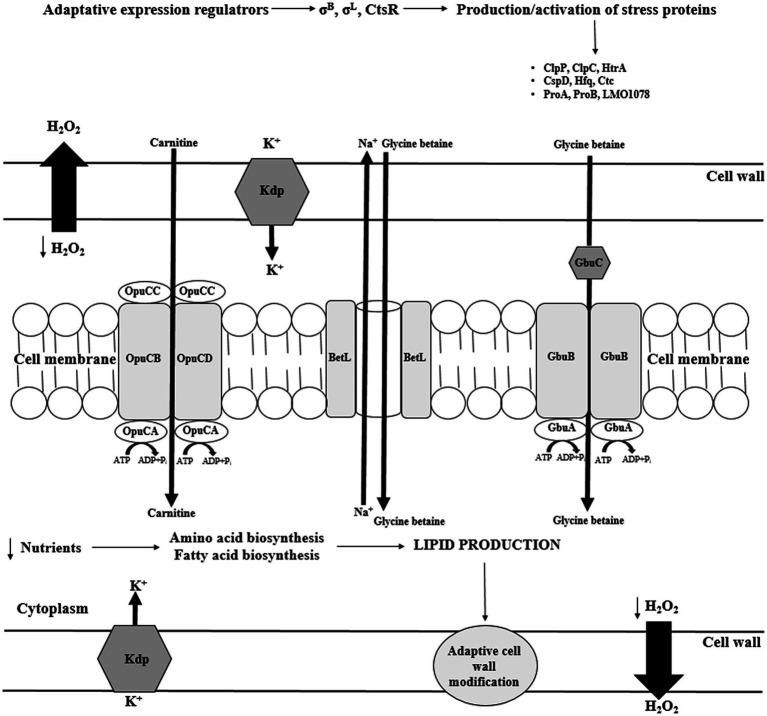 https://cdn.ncbi.nlm.nih.gov/pmc/blobs/8cab/8417233/480fe70e9c07/fmicb-12-710085-g003.jpg