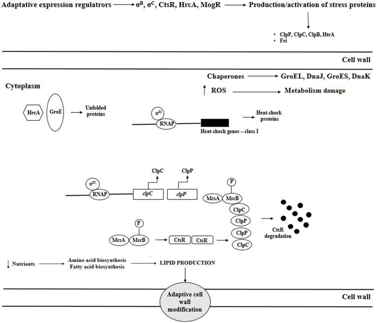 https://cdn.ncbi.nlm.nih.gov/pmc/blobs/8cab/8417233/9c1dc8273554/fmicb-12-710085-g004.jpg