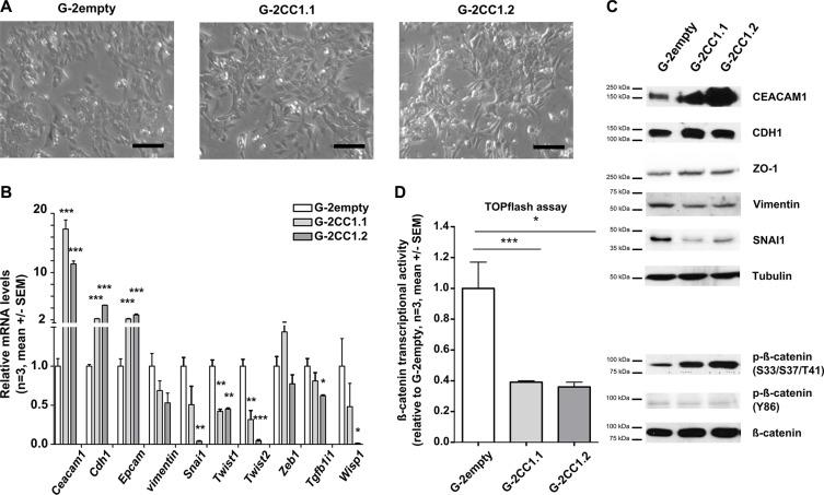 https://cdn.ncbi.nlm.nih.gov/pmc/blobs/8cae/5325399/d8390eb07df9/oncotarget-07-63730-g005.jpg