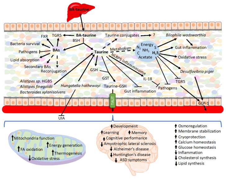 https://cdn.ncbi.nlm.nih.gov/pmc/blobs/8cb5/9367564/bee9afac1a38/cells-11-02337-g002.jpg
