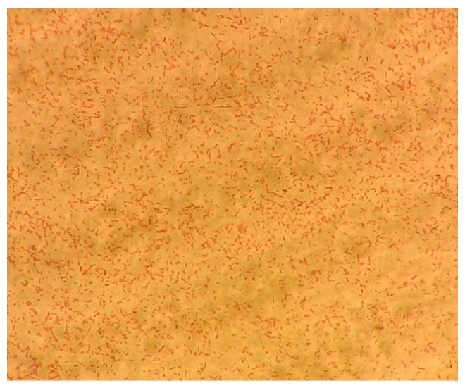 https://cdn.ncbi.nlm.nih.gov/pmc/blobs/8cb8/8949478/e40d30fbadfc/vetsci-09-00133-g003.jpg