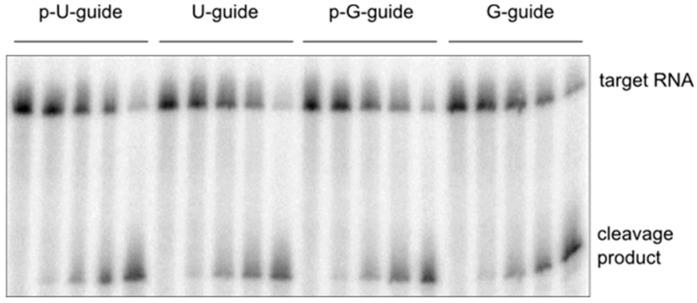 https://cdn.ncbi.nlm.nih.gov/pmc/blobs/8cbc/4730269/2539e748617d/ijms-17-00022-g005.jpg