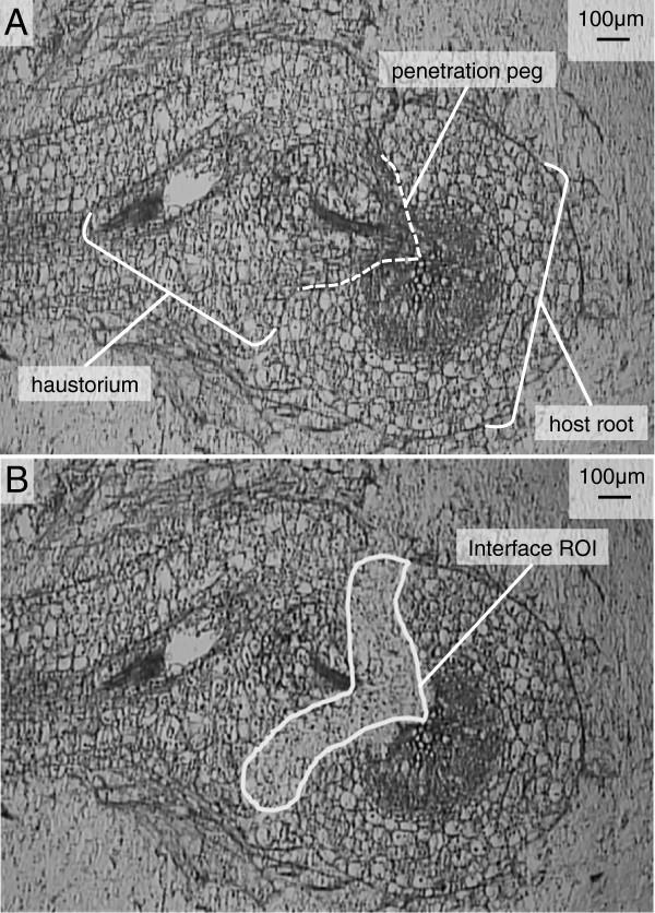 https://cdn.ncbi.nlm.nih.gov/pmc/blobs/8cbd/3636017/0ac202b6dc8a/1471-2229-13-9-1.jpg