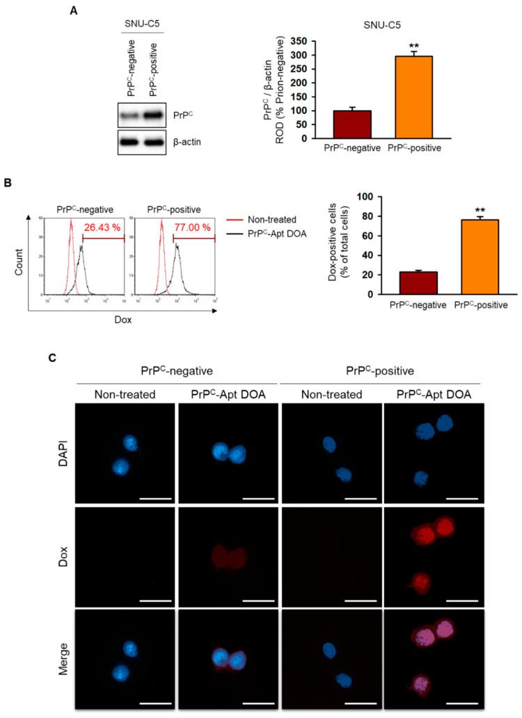 https://cdn.ncbi.nlm.nih.gov/pmc/blobs/8cc3/7922473/1315a84ca1b5/ijms-22-01976-g002.jpg