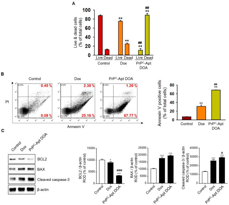 https://cdn.ncbi.nlm.nih.gov/pmc/blobs/8cc3/7922473/233ac061eca7/ijms-22-01976-g007.jpg
