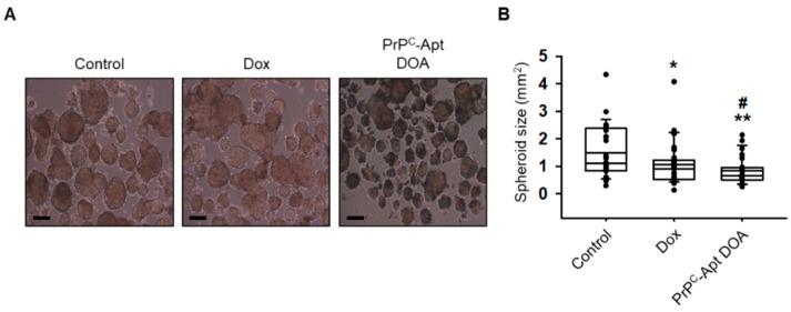 https://cdn.ncbi.nlm.nih.gov/pmc/blobs/8cc3/7922473/94b1d482a267/ijms-22-01976-g008.jpg