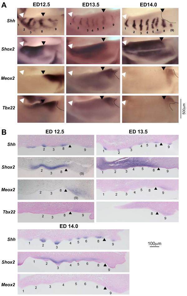 https://cdn.ncbi.nlm.nih.gov/pmc/blobs/8cc5/2637861/d0ce3b7f9b2d/1471-213X-8-116-5.jpg