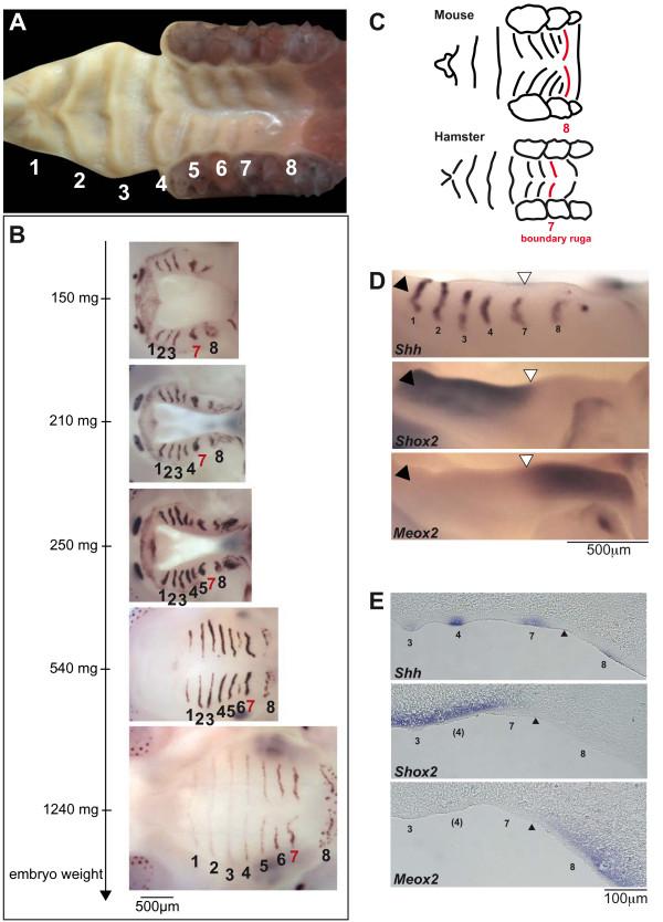 https://cdn.ncbi.nlm.nih.gov/pmc/blobs/8cc5/2637861/fa7ebb146bf7/1471-213X-8-116-6.jpg