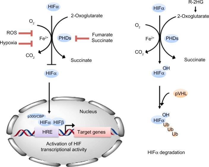 https://cdn.ncbi.nlm.nih.gov/pmc/blobs/8cc5/5045062/f4a960246445/hp-2-127Fig1.jpg