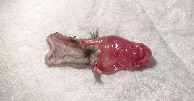 https://cdn.ncbi.nlm.nih.gov/pmc/blobs/8cc8/12213382/b4fc3a2933c8/fimmu-16-1595319-g003.jpg