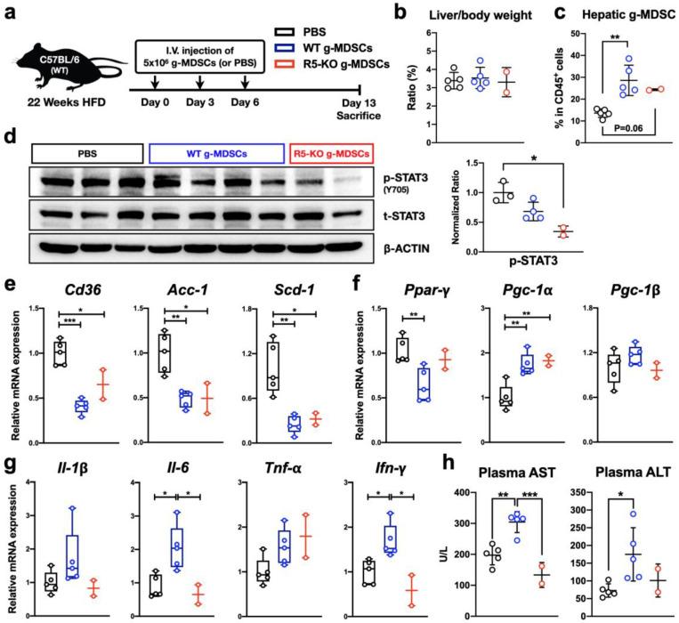 https://cdn.ncbi.nlm.nih.gov/pmc/blobs/8cc8/9656569/4d073e0fb86d/ijms-23-13048-g007.jpg