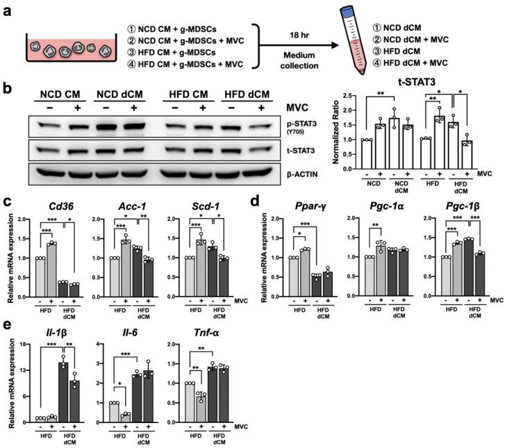 https://cdn.ncbi.nlm.nih.gov/pmc/blobs/8cc8/9656569/66381b02b394/ijms-23-13048-g006.jpg