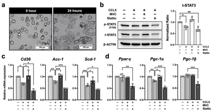 https://cdn.ncbi.nlm.nih.gov/pmc/blobs/8cc8/9656569/bf8efe131eed/ijms-23-13048-g005.jpg