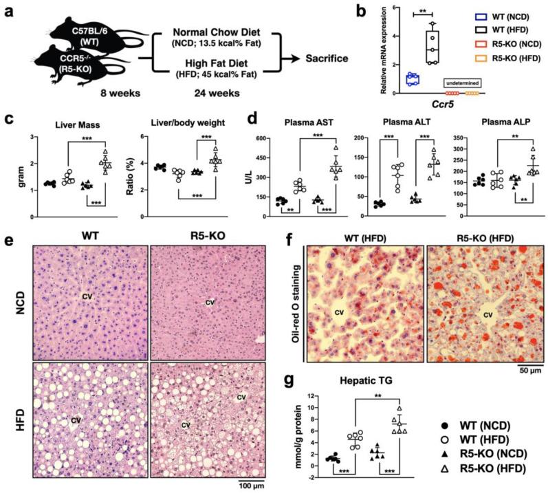https://cdn.ncbi.nlm.nih.gov/pmc/blobs/8cc8/9656569/ec50e3bacb0c/ijms-23-13048-g001.jpg