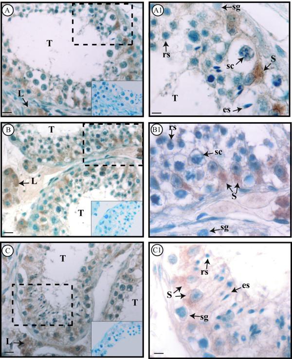 https://cdn.ncbi.nlm.nih.gov/pmc/blobs/8ccb/3200171/8d138162f611/1477-7827-9-135-1.jpg